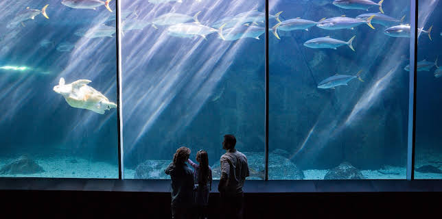 20:10: Hvordan den lages (S23 E7) (S23) | Discovery Science | 11/4 2025