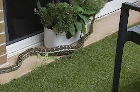 The Snake Catcher: Wild Dingo Territory