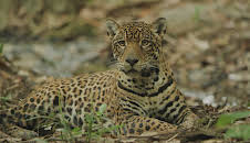 Guyana – Der Weg des Jaguars