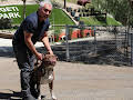 Cesar Millan: Better Human Better Dog - Bessere Menschen, bessere Hunde