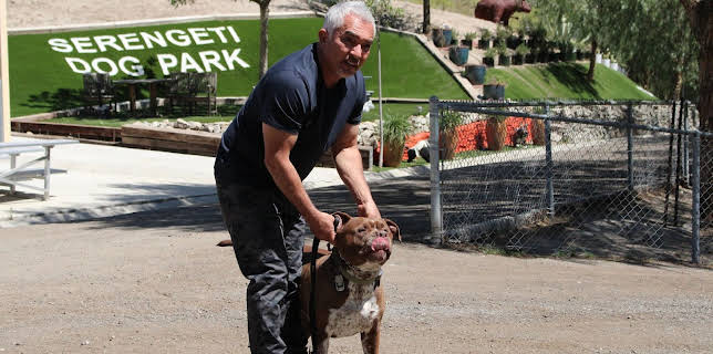 Cesar Millan: Better Human Better Dog - Bessere Menschen, bessere Hunde
