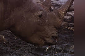 Battleground Rhino Wars Season 1: Playing With Fire