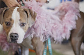 Mascotas estrellas: Moda canina