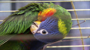 03:05: Elefant, Tiger & Co. (565) | MDR Fernsehen | 4/15 2026