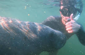 Season 1: Marine Mammal Mashup