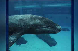 Sea Rescue: Sea Rescue - Whale of a Tale