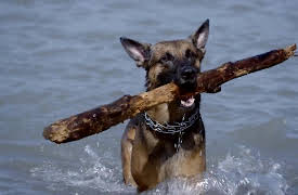 My Pet Ate What!?: Foreign Bodies