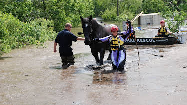 10:15: Animal Cops Houston (S17 E4) (S17) | Animal Planet | 4/3 2026