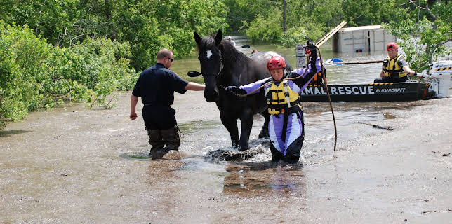 06:00: Animal Cops Houston (S17 E4) (S17) | Animal Planet | 11/9 2025
