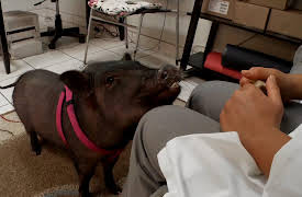 Pets in Paradise: The Surfing Pig