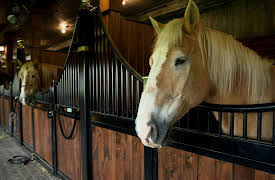 Dog Tales Rescue: Renewed Hope