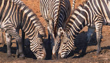 Faszination Afrika (3/5)