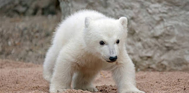 17:15: Alle lieben Mika! - Die Abenteuer des Karlsruher Eisbär-Babys | SWR Fernsehen RP | 12/25 2025
