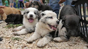 07:50: The Vet Life (S1 E4) (S1) | Animal Planet | 12/28 2025