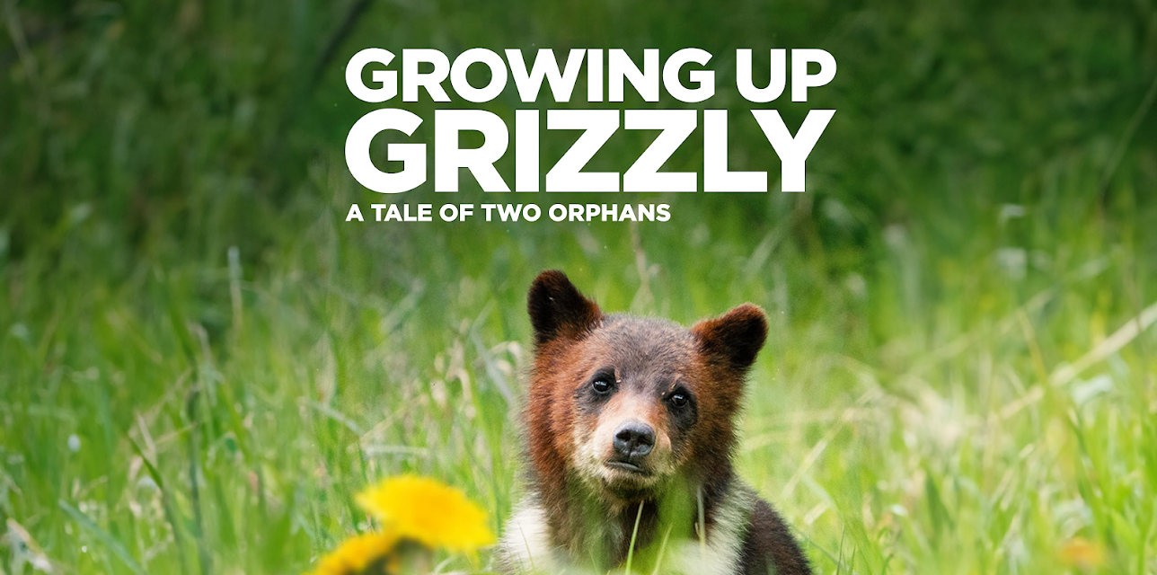 Growing Up Grizzly (2022)
