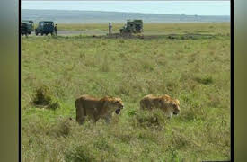 Big Cat Diary Series 1: Episode 5