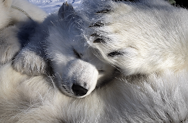 72 Cutest Animals: Pole to Pole