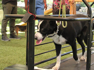 07:00: Cesar Millan: Better Human Better Dog - Bessere Menschen, bessere Hunde | Sixx | 5/3 2026