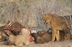 Planet Earth: Episode 7