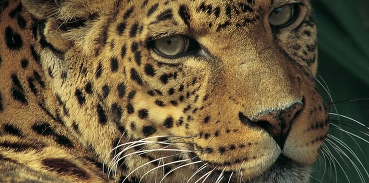 David Attenborough Wildlife Specials