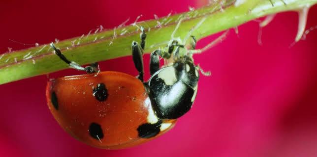 06:45: Das kleine 1x1 der Artenkunde | HR Fernsehen | 12/12 2025