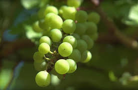 French delicatessen: Alsace grape