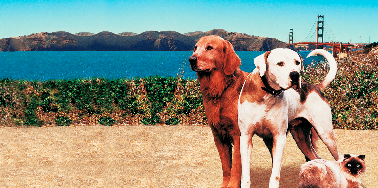 Homeward Bound II: Lost in San Francisco (1996)