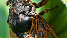 Misterios de la naturaleza: Bicho matemático