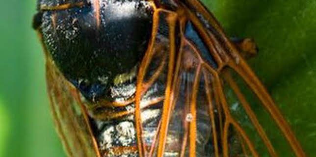 06:00: Misterios de la naturaleza: Bicho matemático | Discovery Max | 2/22 2026