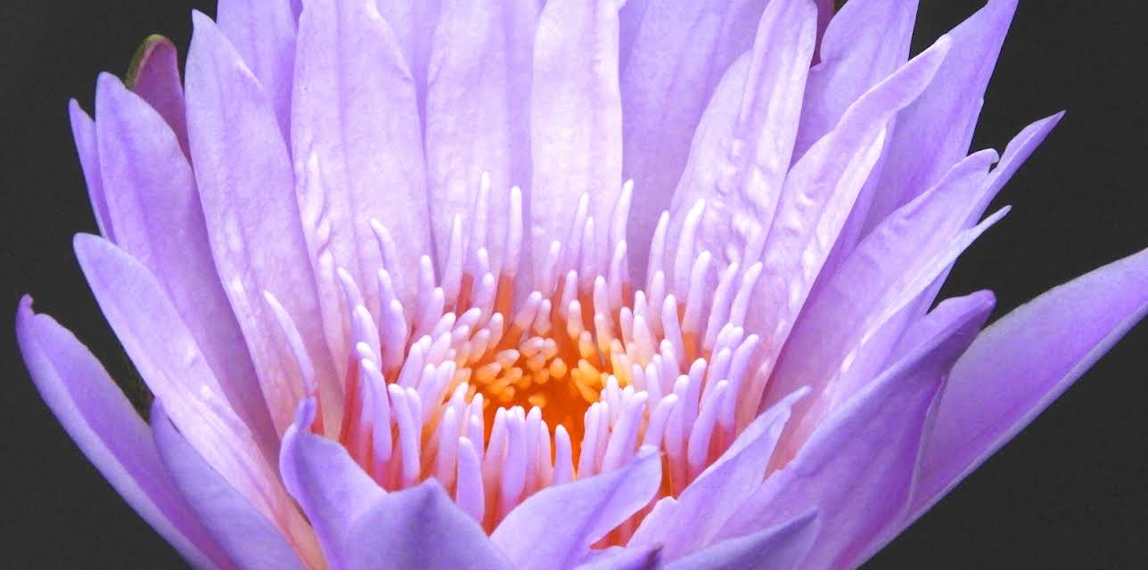 Meditation Music: Tibetan Singing Bowl