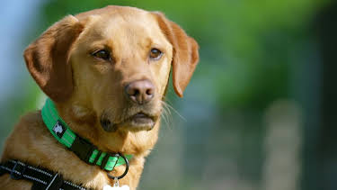 21:25: Hundehuset: Bear | NRK 2 | 4/7 2026