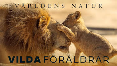 20:00: Världens natur: Vilda föräldrar | Kunskapskanalen | 3/31 2026