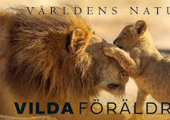 Världens natur: Vilda föräldrar