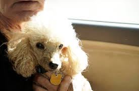 Guardians Of Rescue: Episode 3