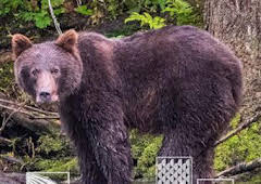 Montañas rocosas, territorio grizzly 1