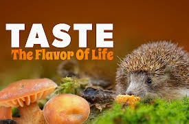 Taste: The Flavor of Life: We Eat What We Are