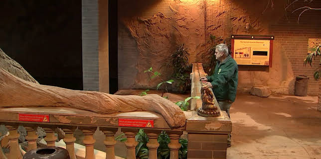 14:25: Elefant, Tiger & Co. | MDR Fernsehen | 11/5 2025