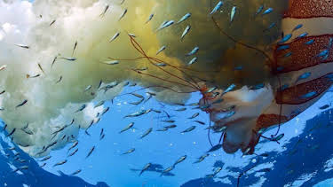 18:10: Grandes Documentales El Mundo De Los Oceanos | LA 2 | 7/18 2026