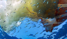 Grandes Documentales El Mundo De Los Oceanos