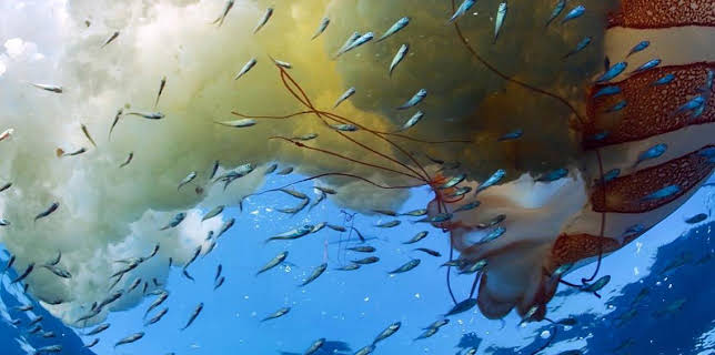 17:16: Grandes Documentales El Mundo De Los Oceanos | LA 2 | 12/26 2025