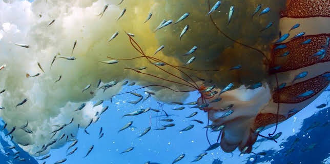 Grandes Documentales El Mundo De Los Oceanos