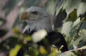 Metamorphoses - The Return of the Wilderness: USA - New Life for Lake Erie