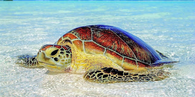 17:50: Wenn Wale uns den Weg weisen | Arte | 2/25 2026