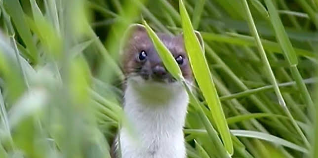 7:50 PM: Wild | BBC Four | 3/15 2026