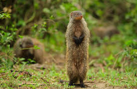 Wild Babies: Sociala band