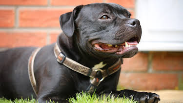 12:00 AM: The Supervet: Noel Fitzpatrick (S6 E7) (S6) | W | 12/9 2025