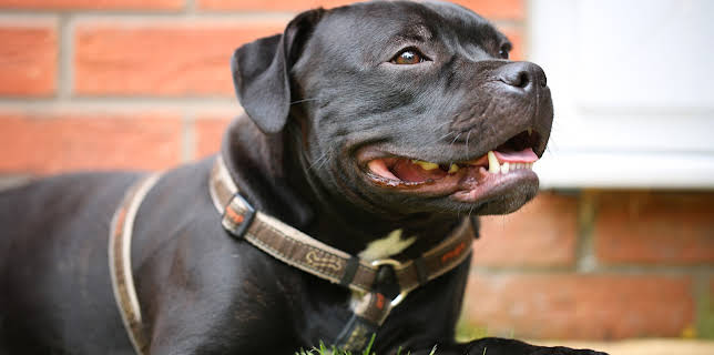 11:00 PM: The Supervet: Noel Fitzpatrick (S6 E7) (S6) | W | 12/8 2025