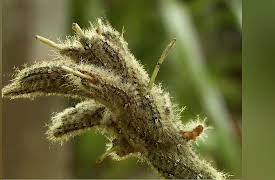 Nature's Deadliest: Season 1: Brazil