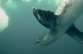 72 Dangerous Animals: Latin America: Stop! Danger Ahead