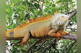 Zoology: Understanding the Animal World: Reptiles: Adaptations for Living on Land